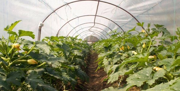 Comment choisir sa serre de jardin tunnel ?