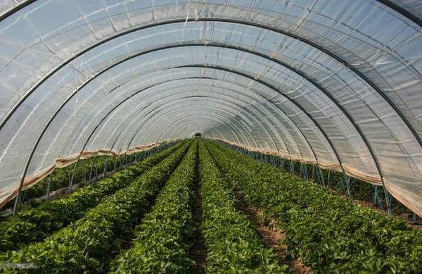 Serre de jardin tunnel : comment économiser sur le coût de l'équipement et de l'entretien